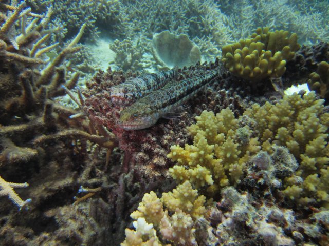 Sortie plongée à Koumac